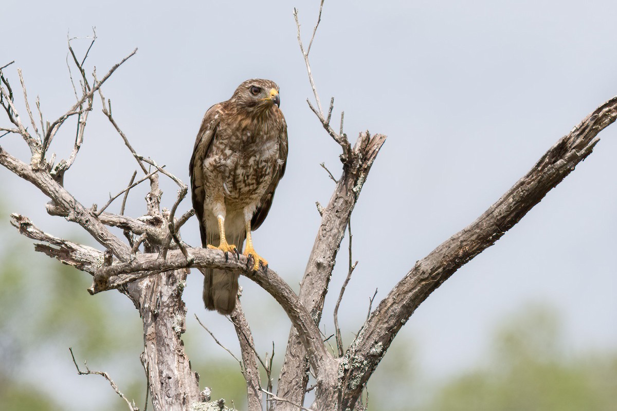 eBird Checklist 9 Mar 2024 Sidell Rd. 15 species