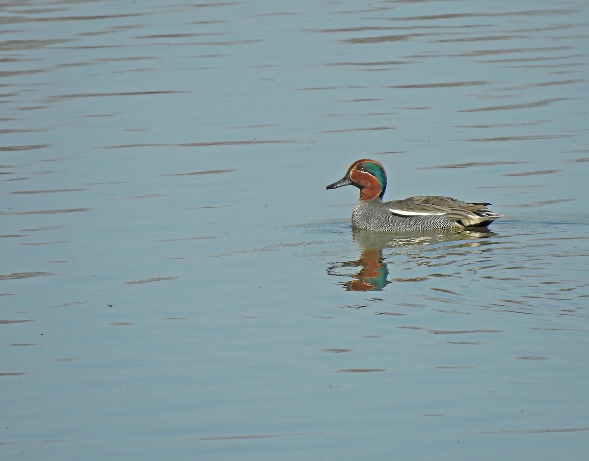 Green-winged Teal - ML616030416