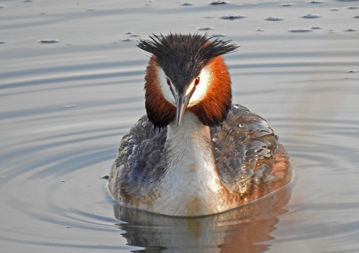 Great Crested Grebe - Javier Robres