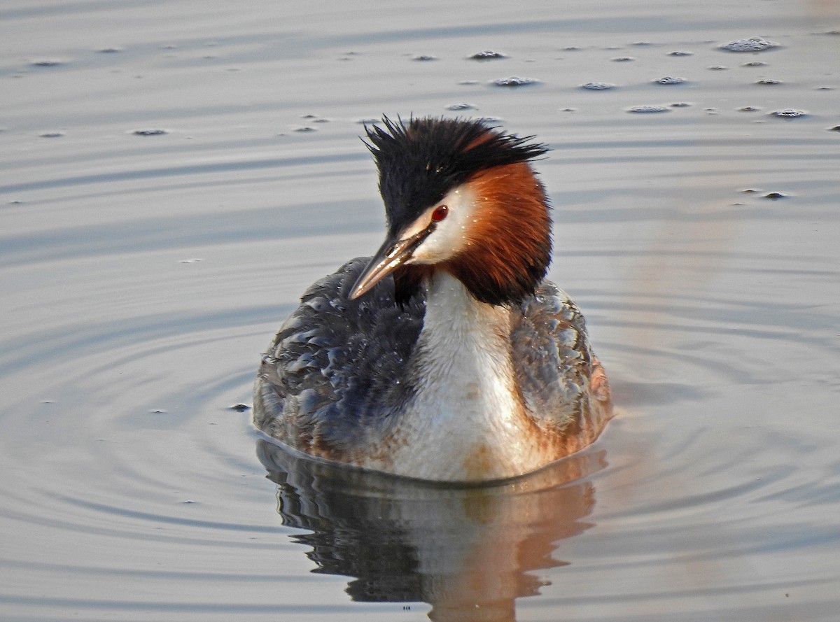 Great Crested Grebe - ML616030466