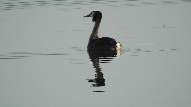 Great Crested Grebe - ML616030476
