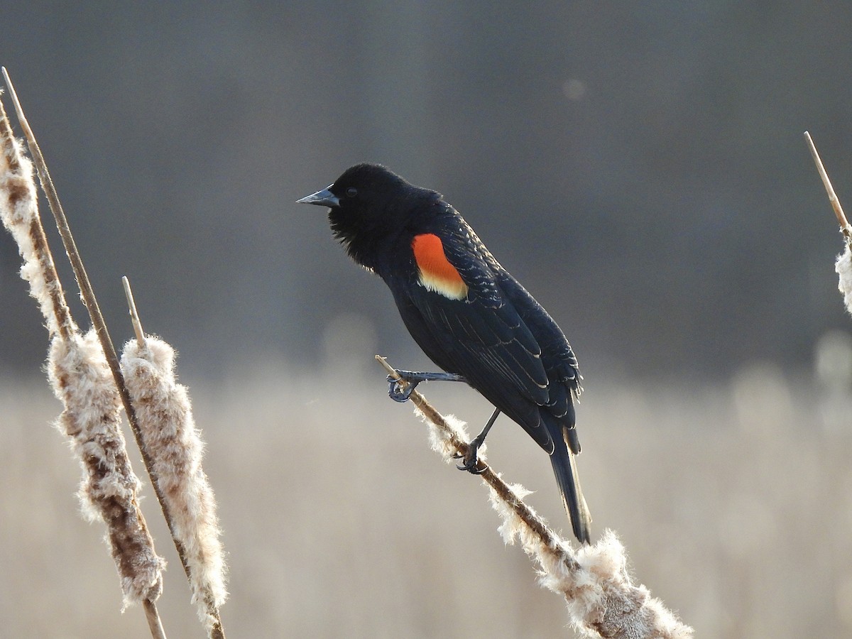 Red-winged Blackbird - ML616030482