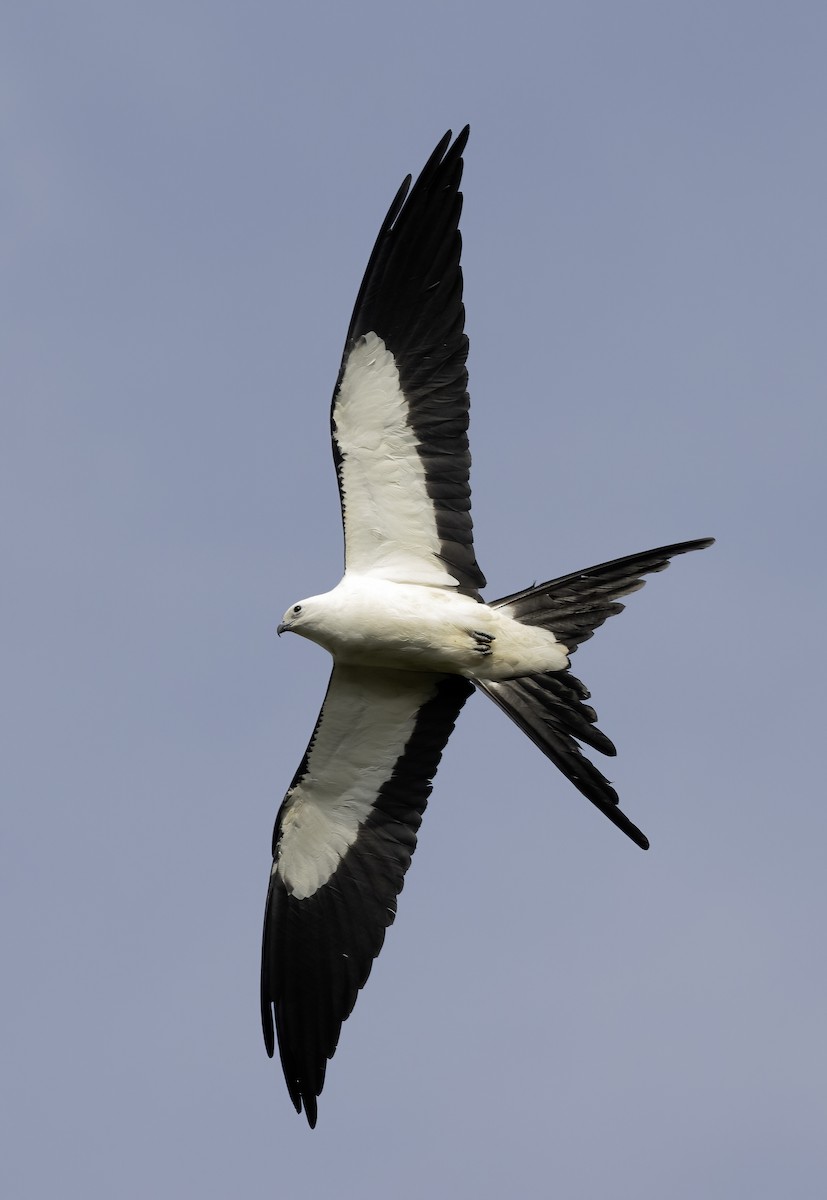 Swallow-tailed Kite - ML616030483