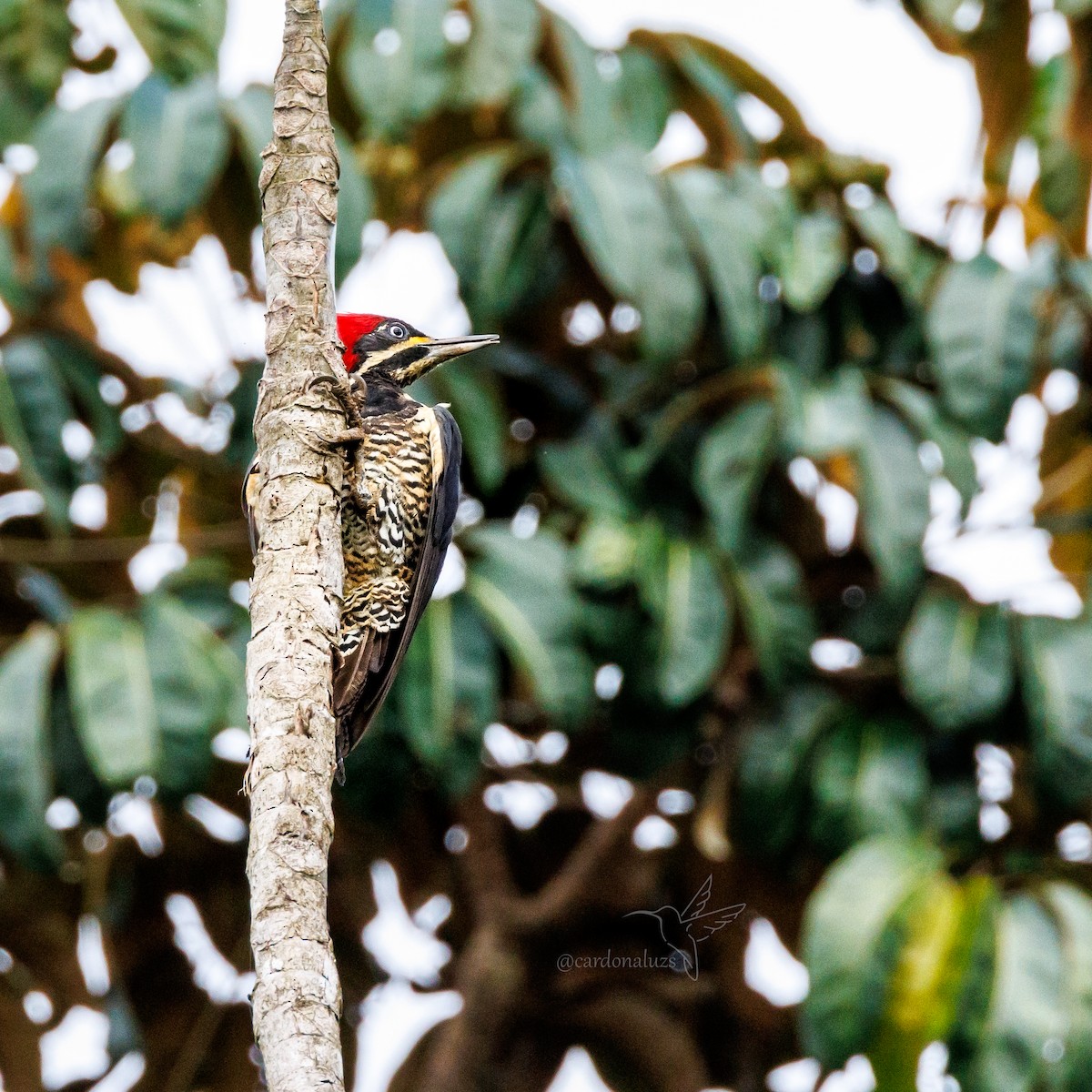 Lineated Woodpecker - Luz S Cardona M