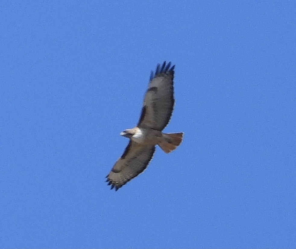 Red-tailed Hawk - ML616031059