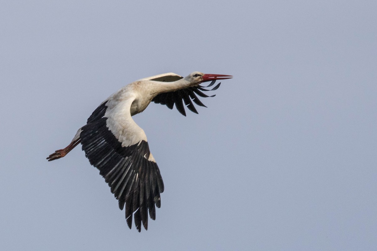 White Stork - Michael Hooper
