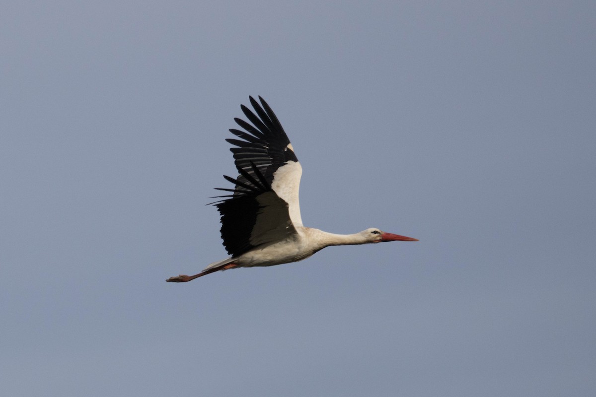 White Stork - ML616031131