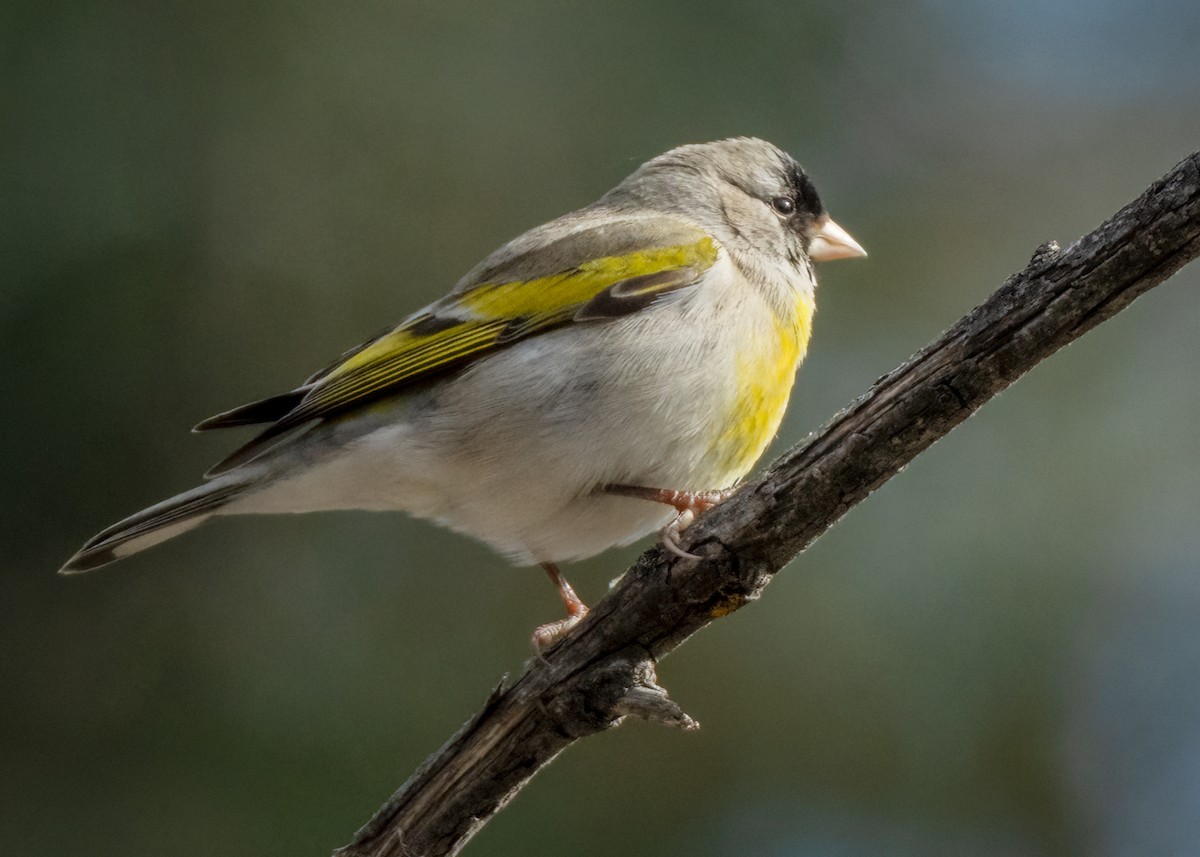 Lawrence's Goldfinch - ML616031328