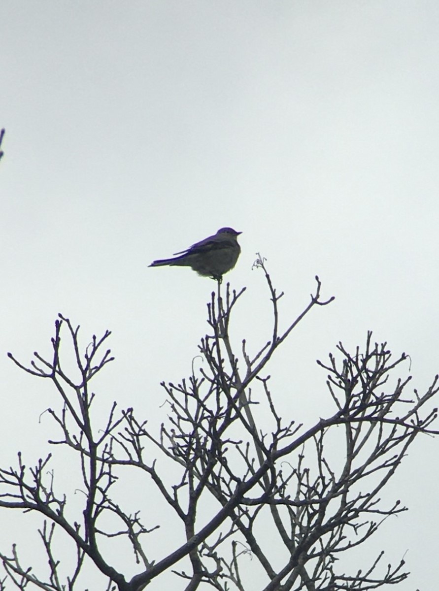 Townsend's Solitaire - ML616031392