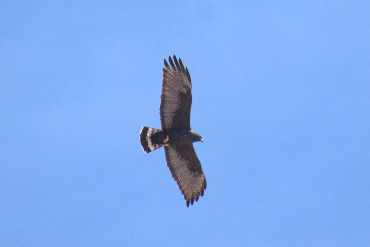 Zone-tailed Hawk - Bill Hubbard