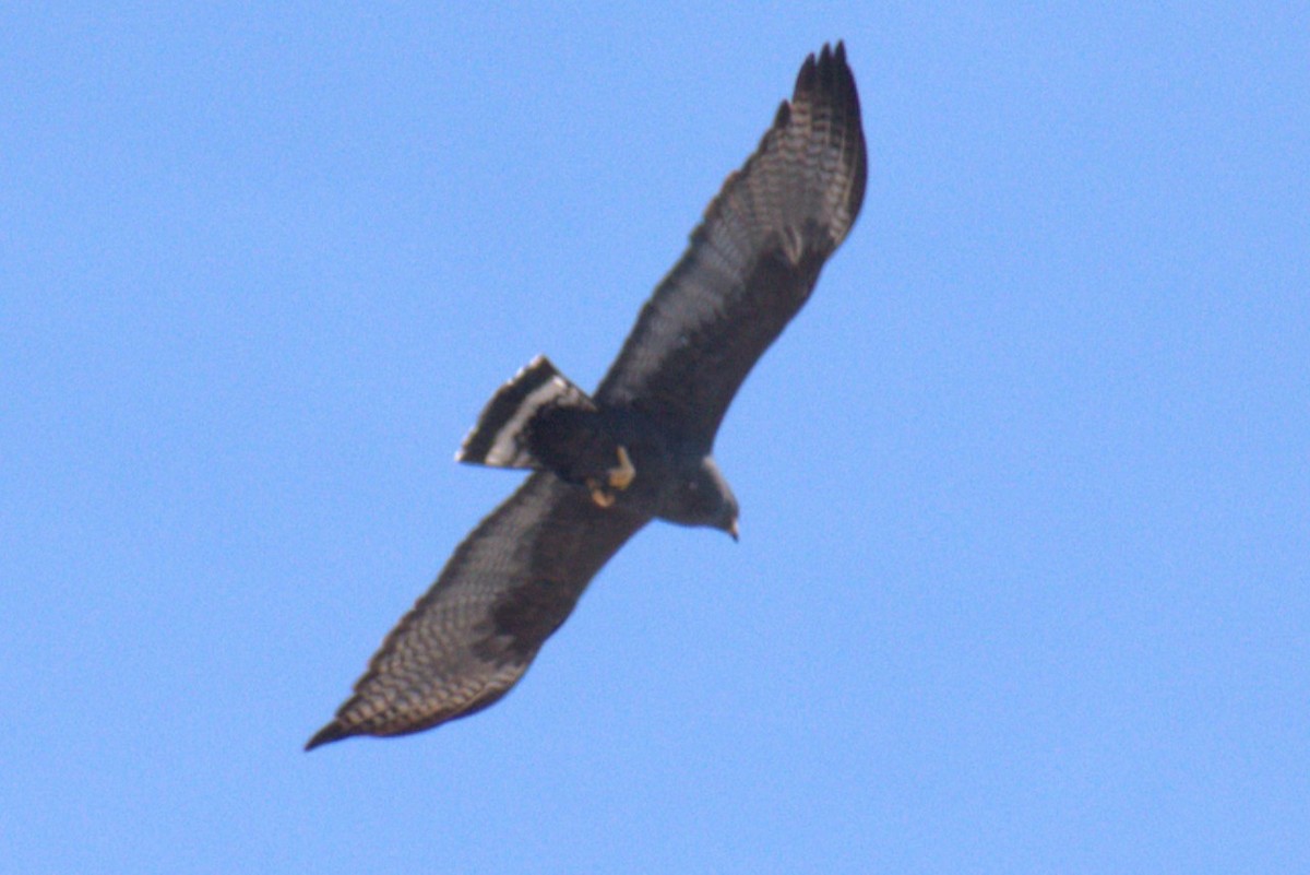 Zone-tailed Hawk - ML616031485