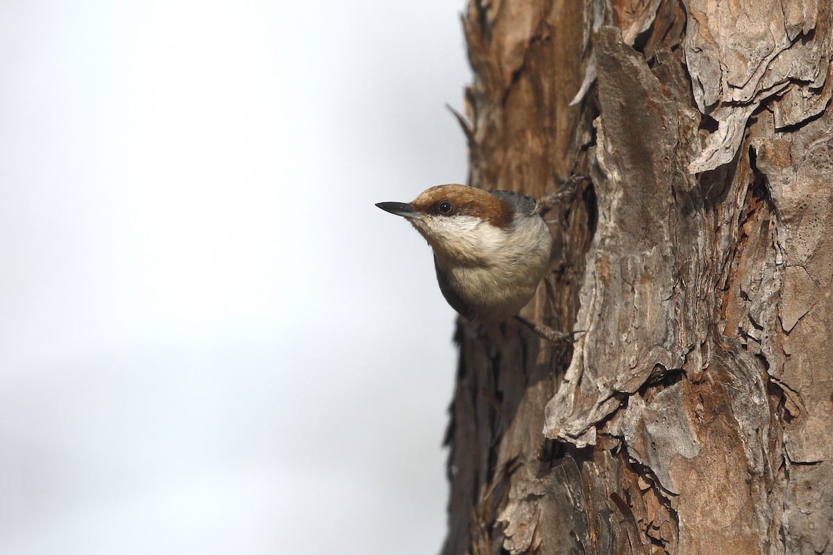 Brown-headed Nuthatch - ML616031521