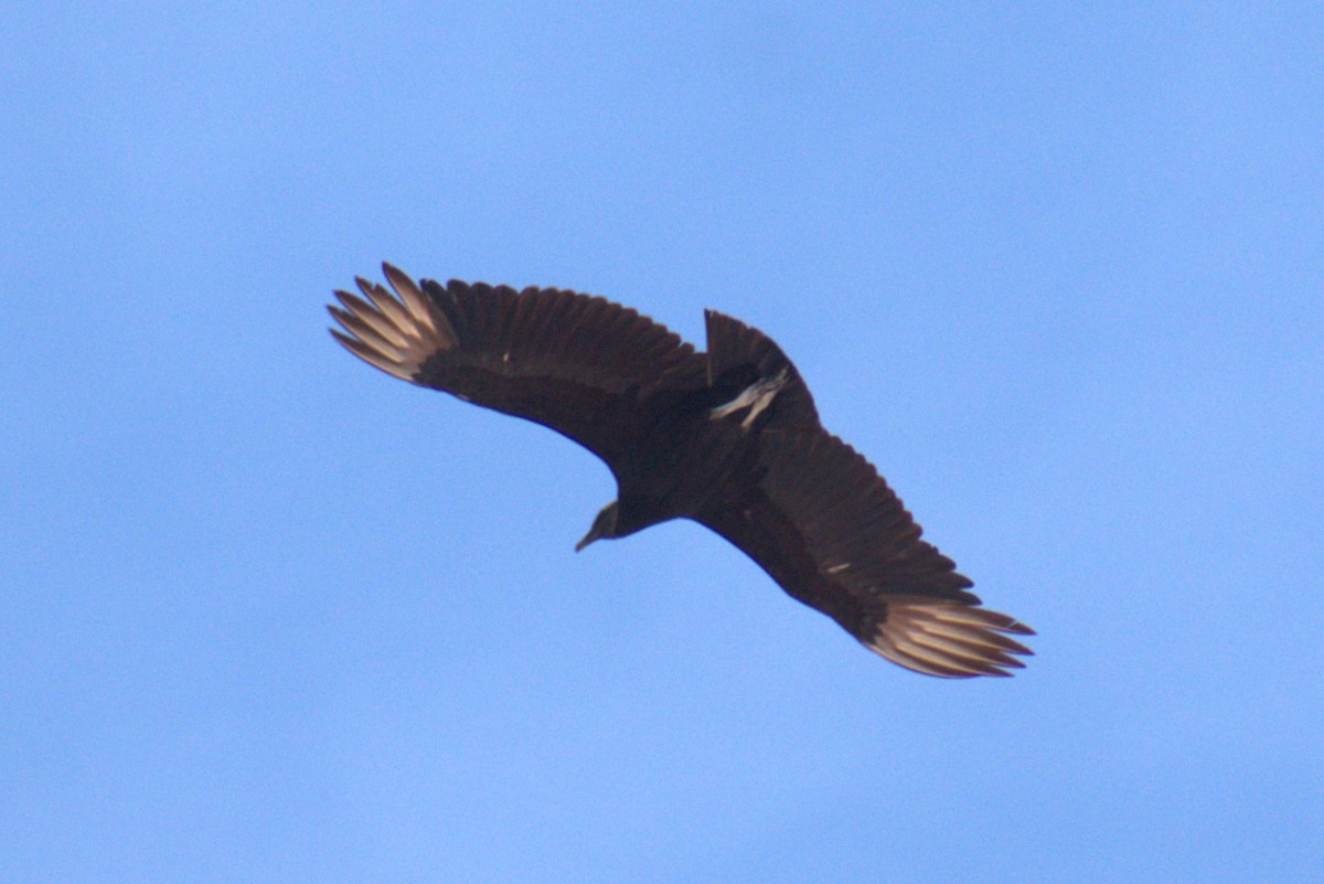 Black Vulture - Bill Hubbard