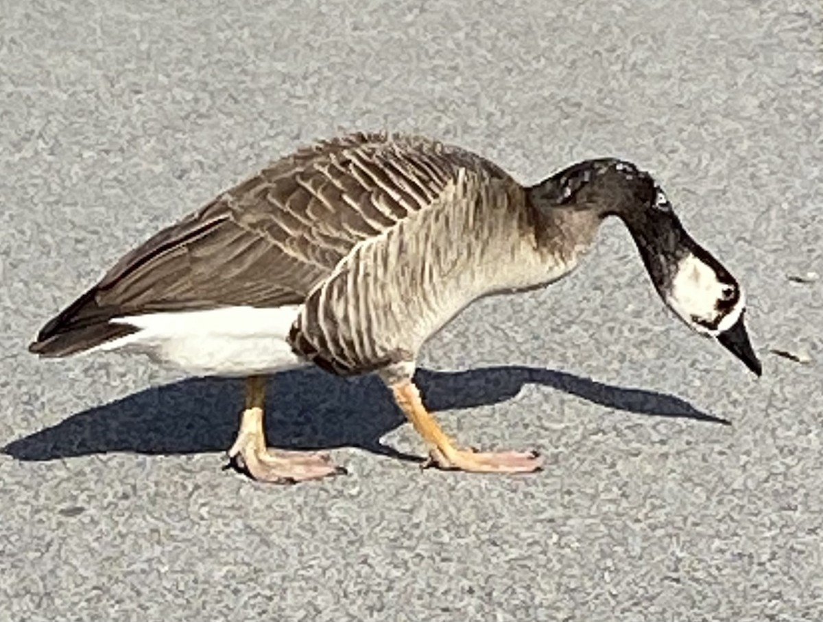 Swan Goose x Canada Goose (hybrid) - Carol Baird Molander