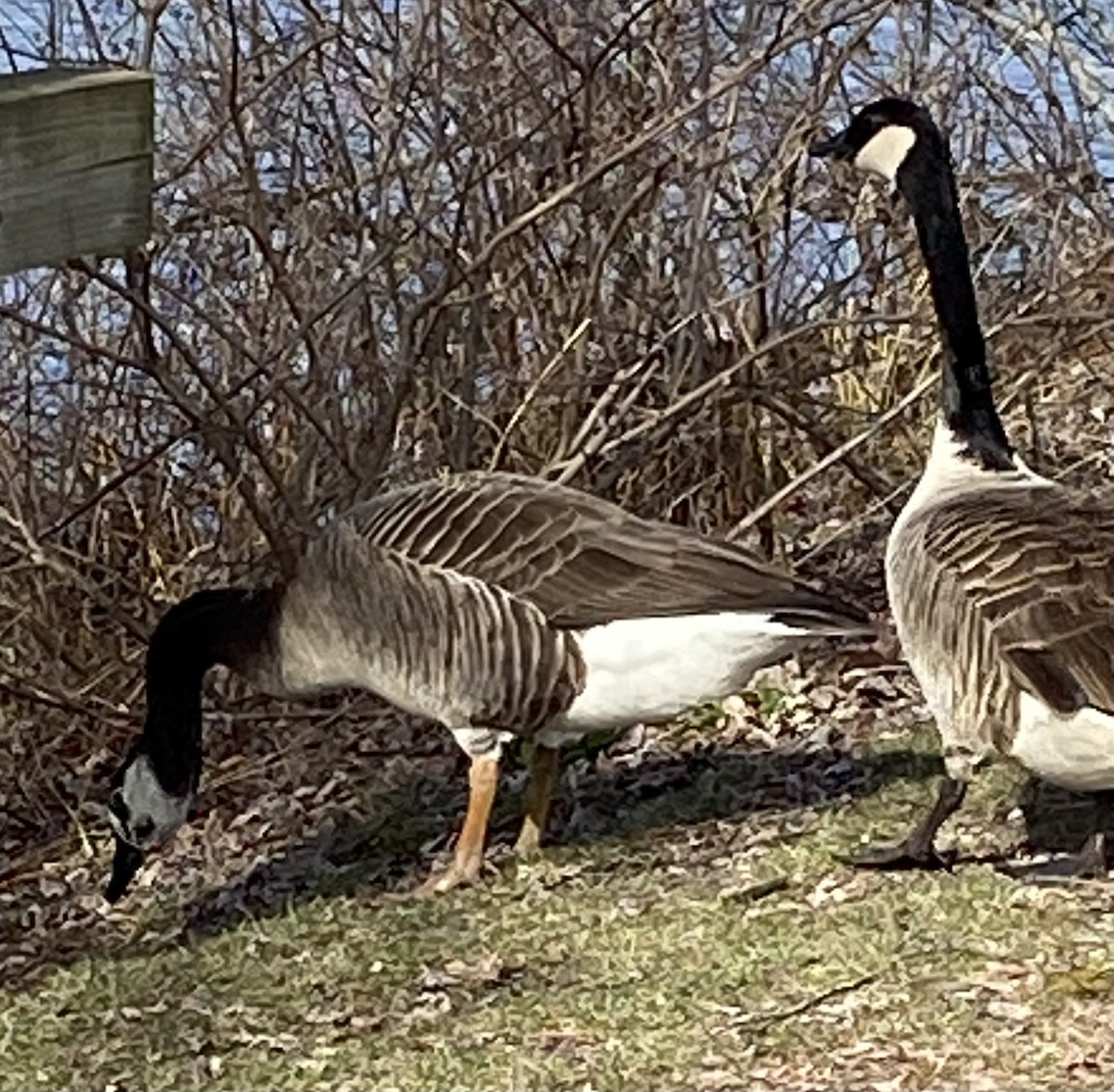 Swan Goose x Canada Goose (hybrid) - Carol Baird Molander