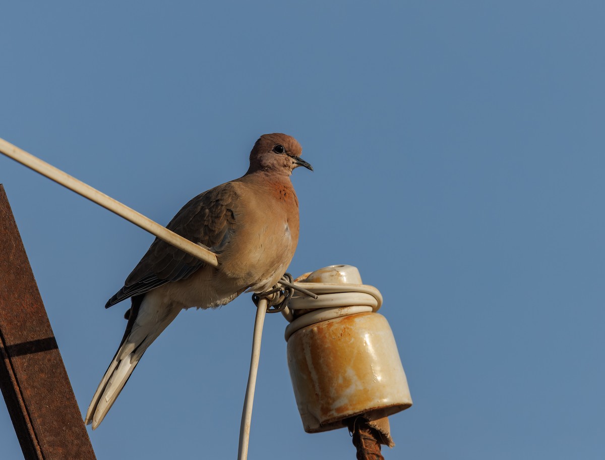 Laughing Dove - ML616031874