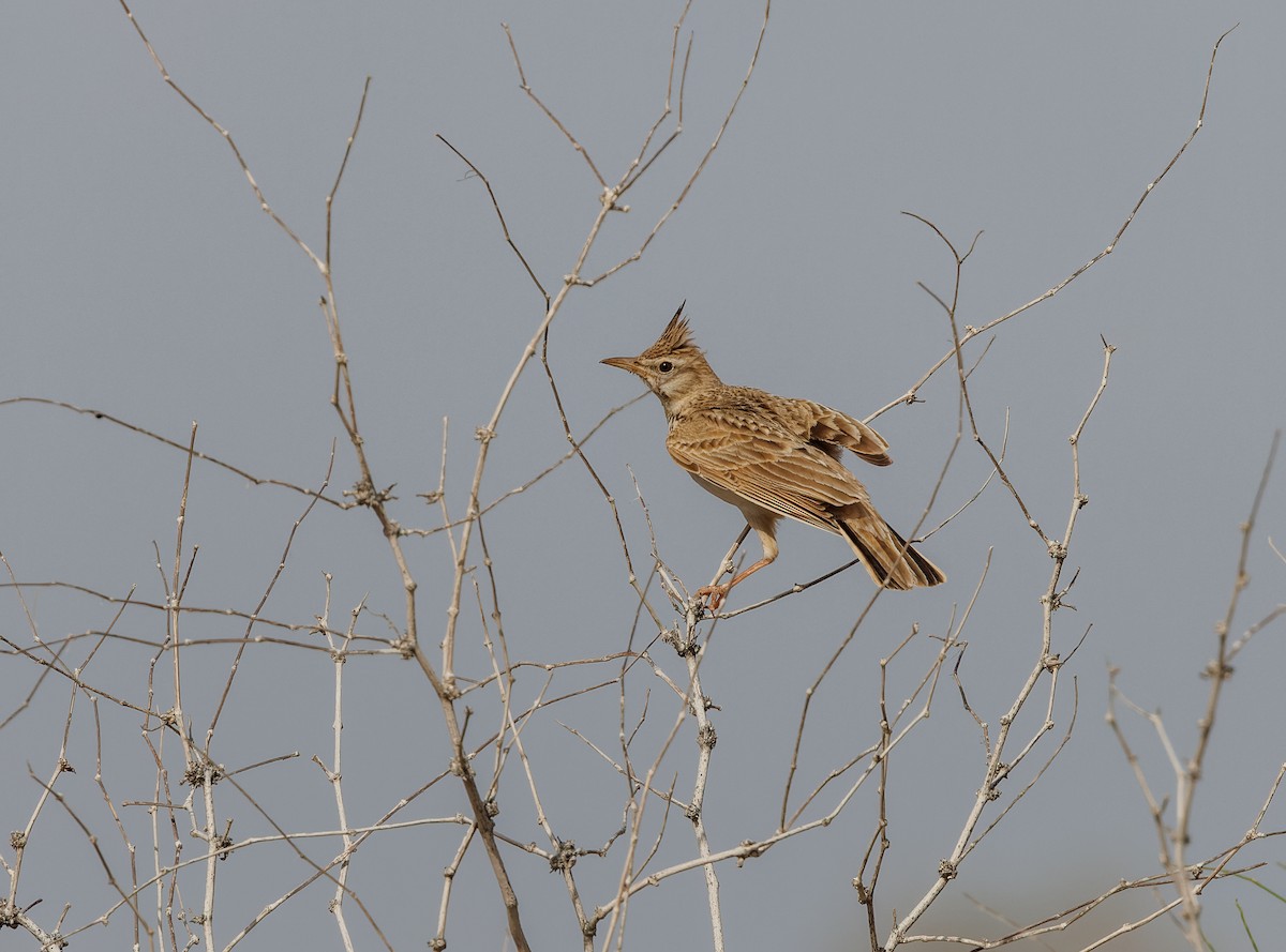 Crested Lark - Mike Edgecombe