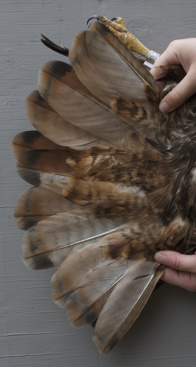 Red-tailed Hawk (calurus/alascensis) - ML616031912