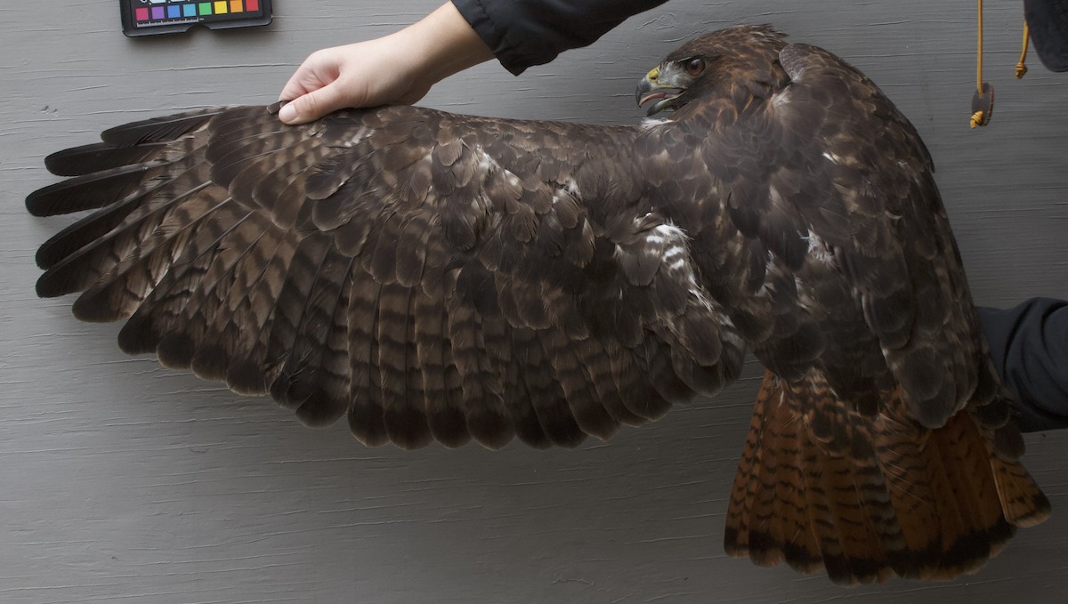 Red-tailed Hawk (calurus/alascensis) - ML616031913