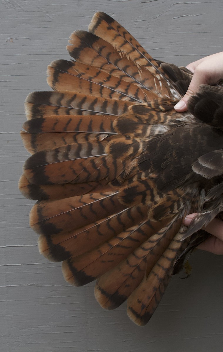 Red-tailed Hawk (calurus/alascensis) - ML616031915