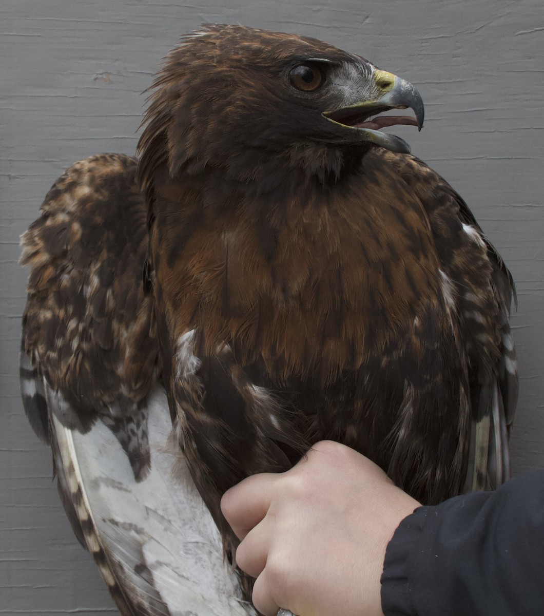 Red-tailed Hawk (calurus/alascensis) - ML616031916