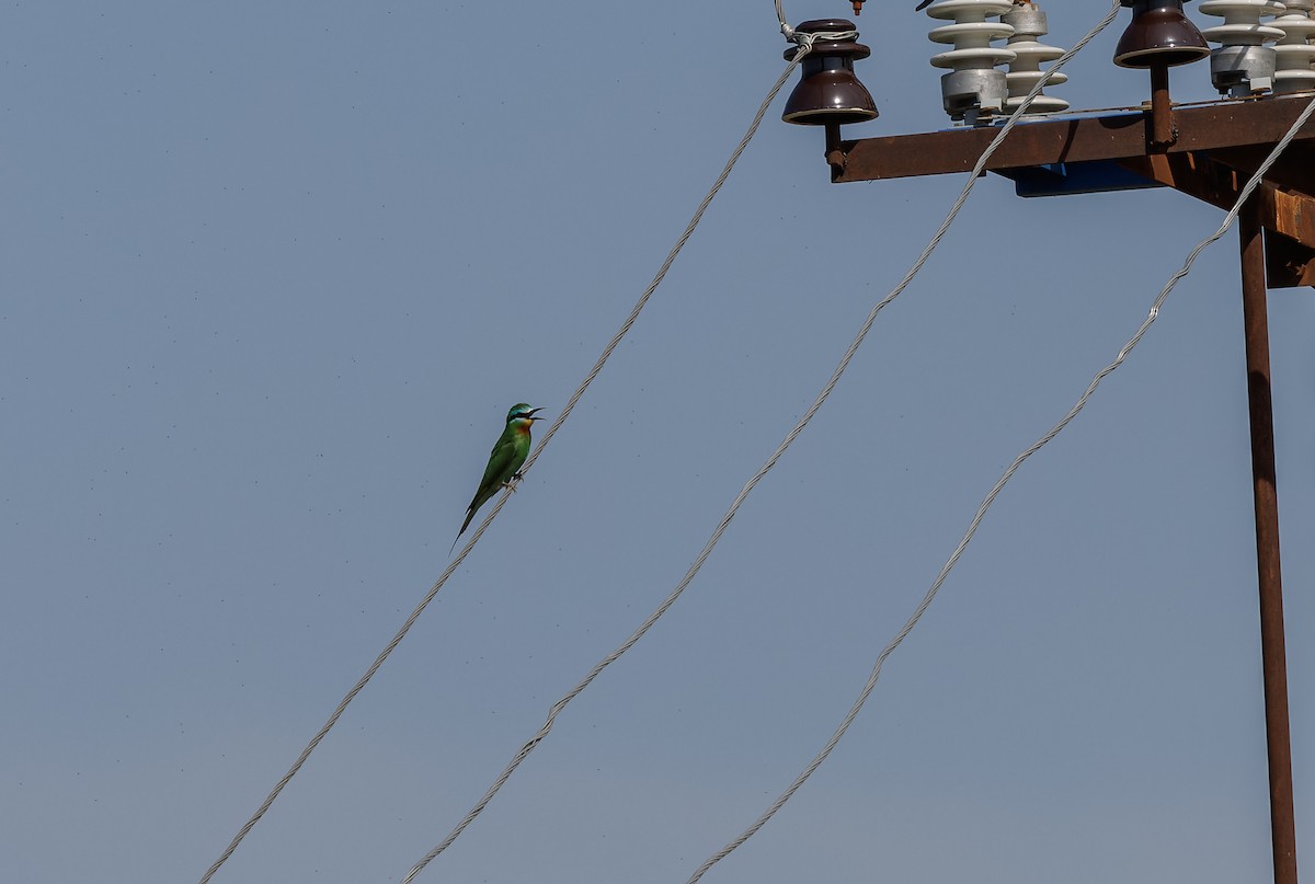 Blue-cheeked Bee-eater - ML616031945