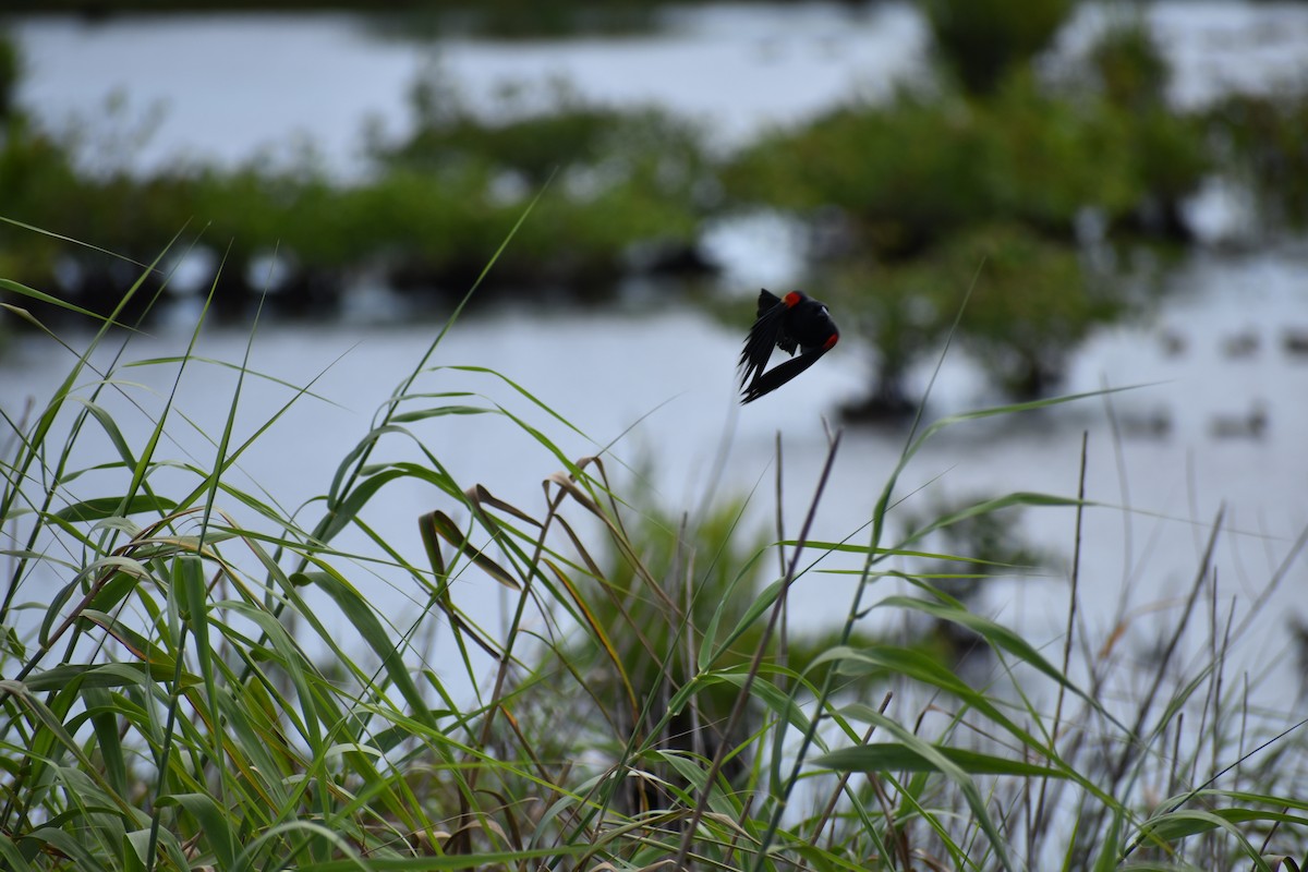 Red-winged Blackbird - ML616032045