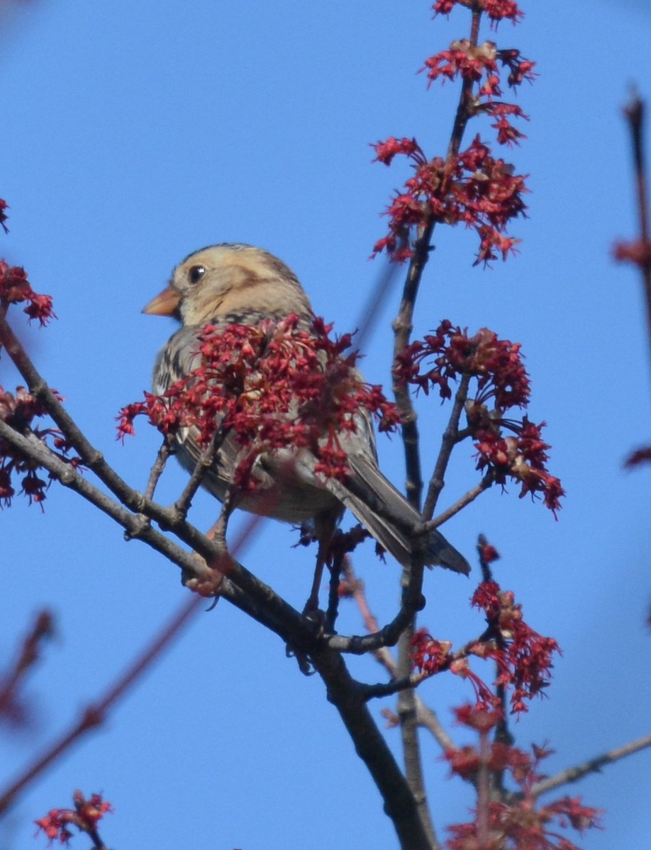 North Carolina Bird Atlas Checklist - 14 Mar 2024 - Warren Wilson ...