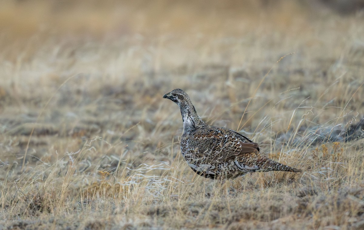 Greater Sage-Grouse - ML616032877