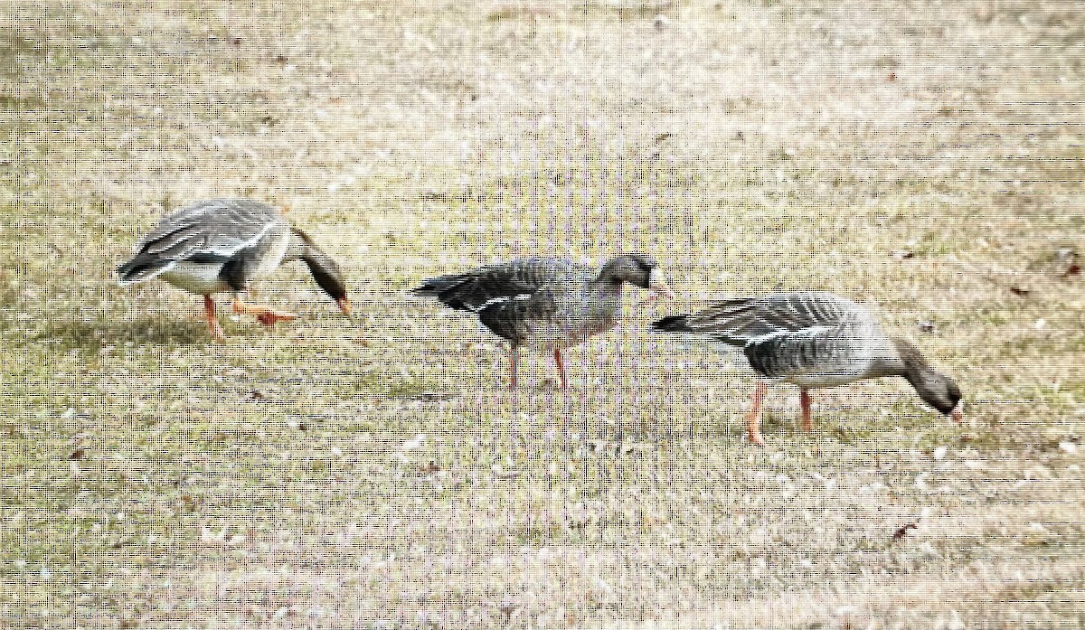 Greater White-fronted Goose - ML616032901