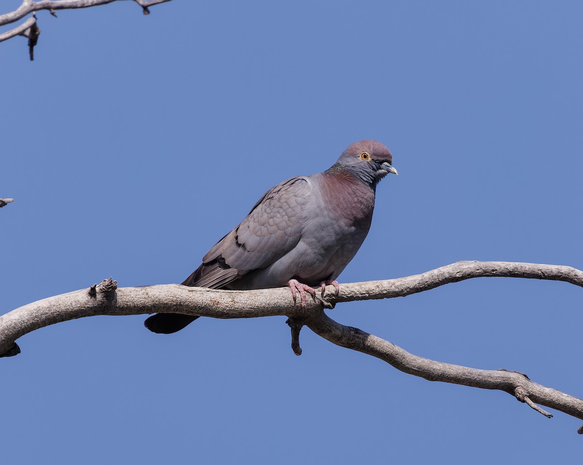 Yellow-eyed Pigeon - Mike Edgecombe