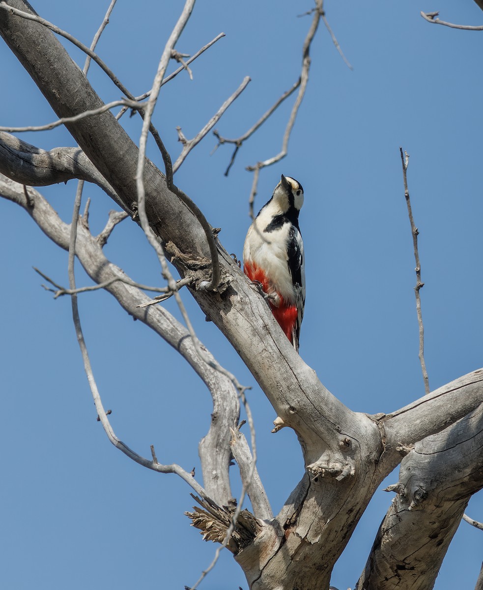 White-winged Woodpecker - ML616032966