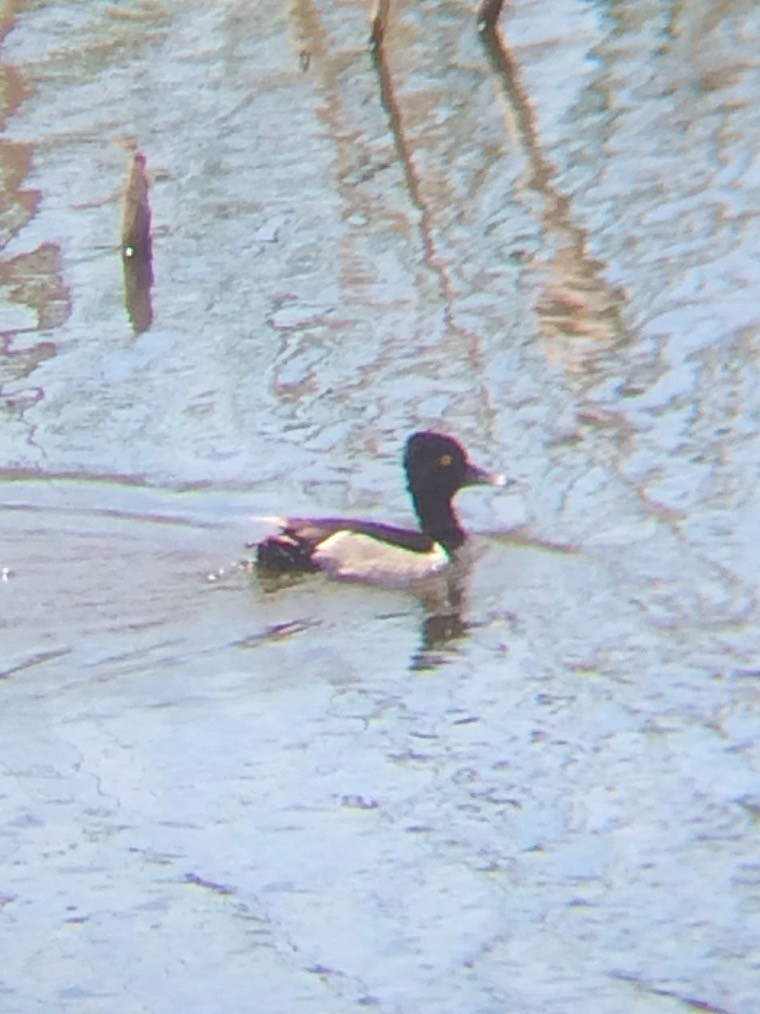 Ring-necked Duck - ML61603301