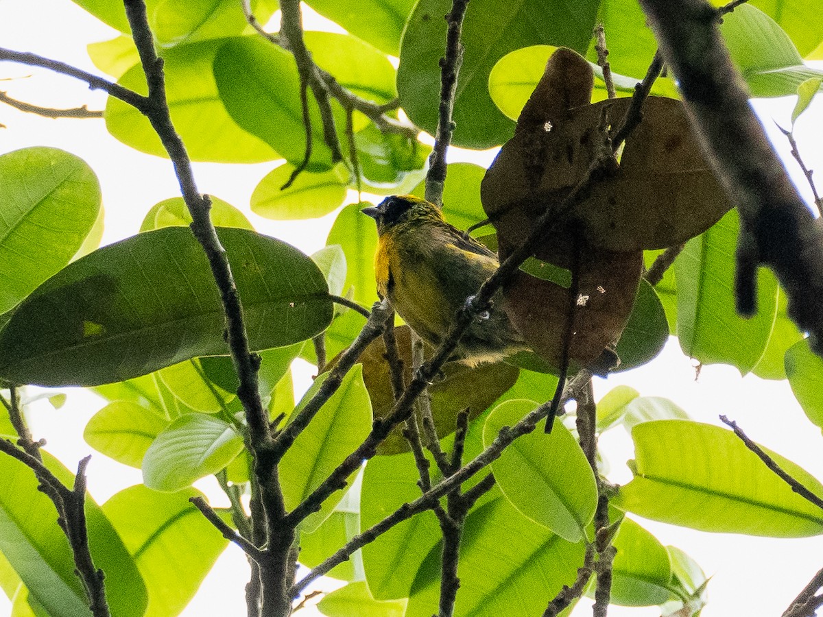 Green-and-gold Tanager - ML616033034