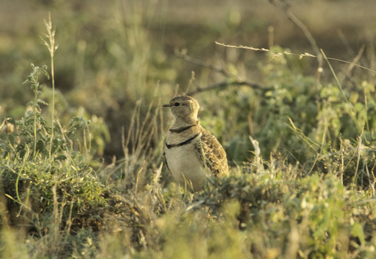 Double-banded Courser - ML616033366