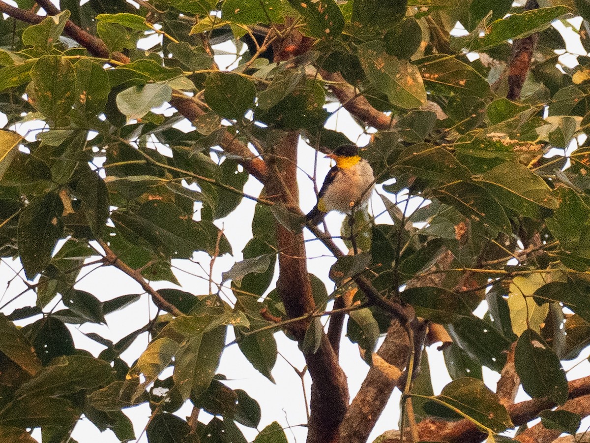 Yellow-backed Tanager - ML616033500