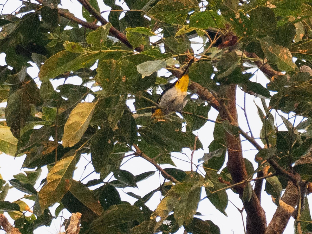 Yellow-backed Tanager - ML616033501