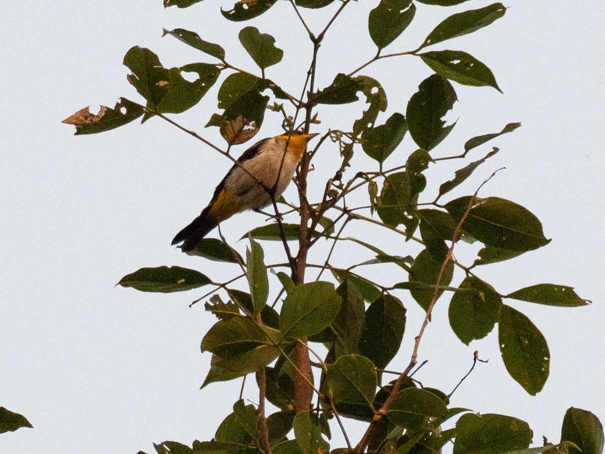 Yellow-backed Tanager - ML616033505