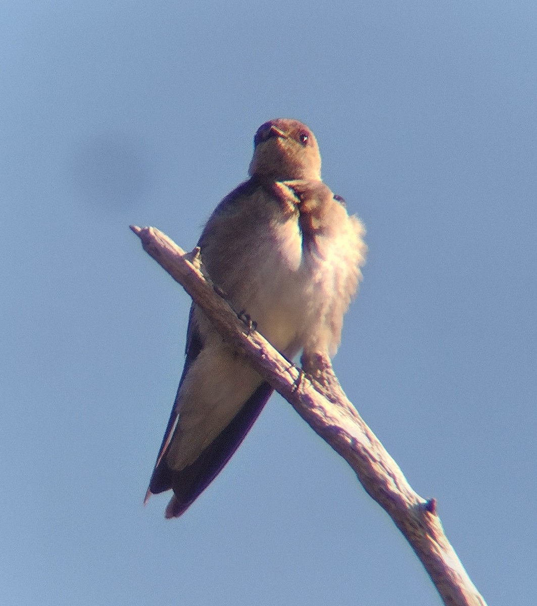 Northern Rough-winged Swallow - ML616033585