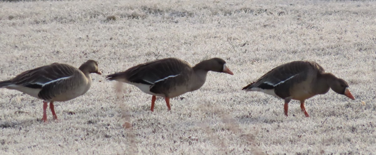 Greater White-fronted Goose - Scott  Hickman