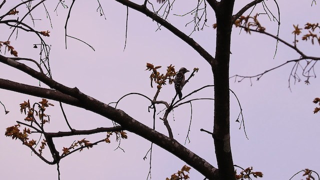 Brown-capped Pygmy Woodpecker - ML616033611