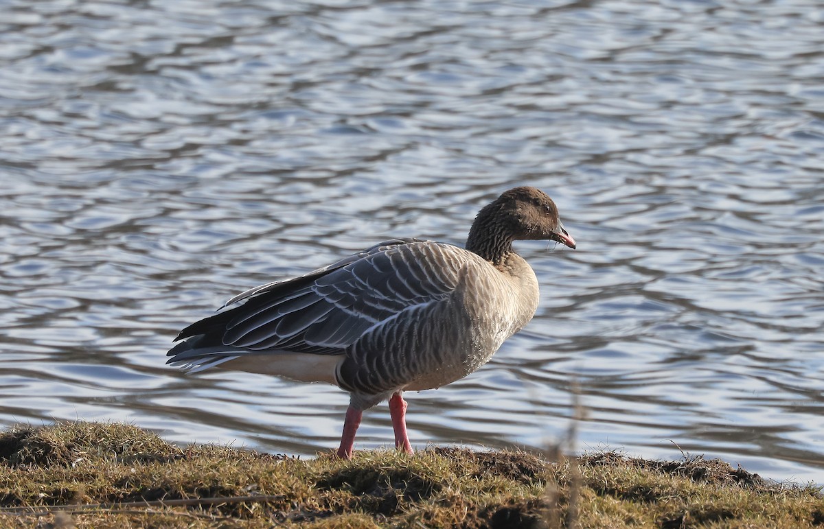 Pink-footed Goose - ML616033896