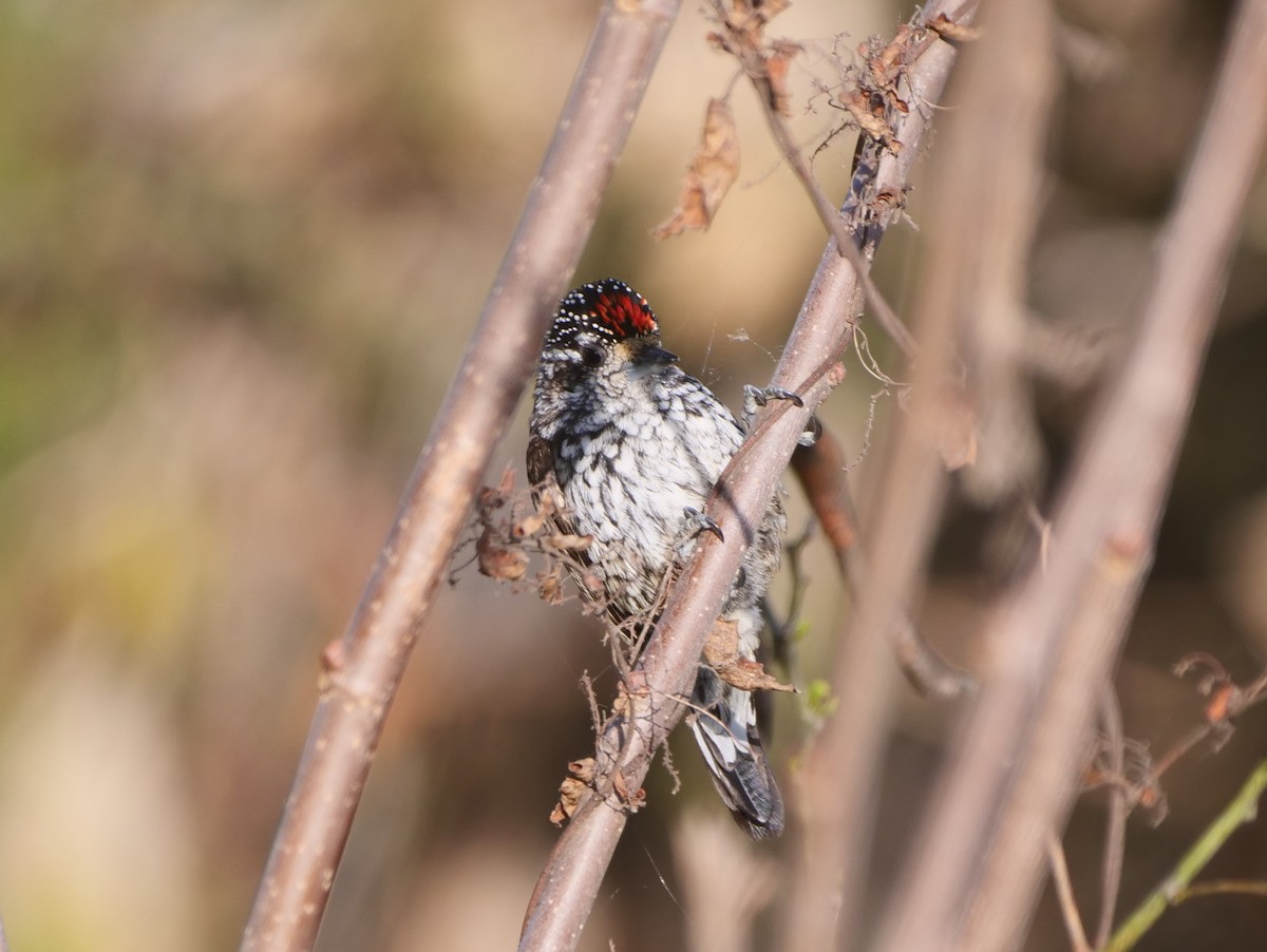 White-barred Piculet - ML616034062
