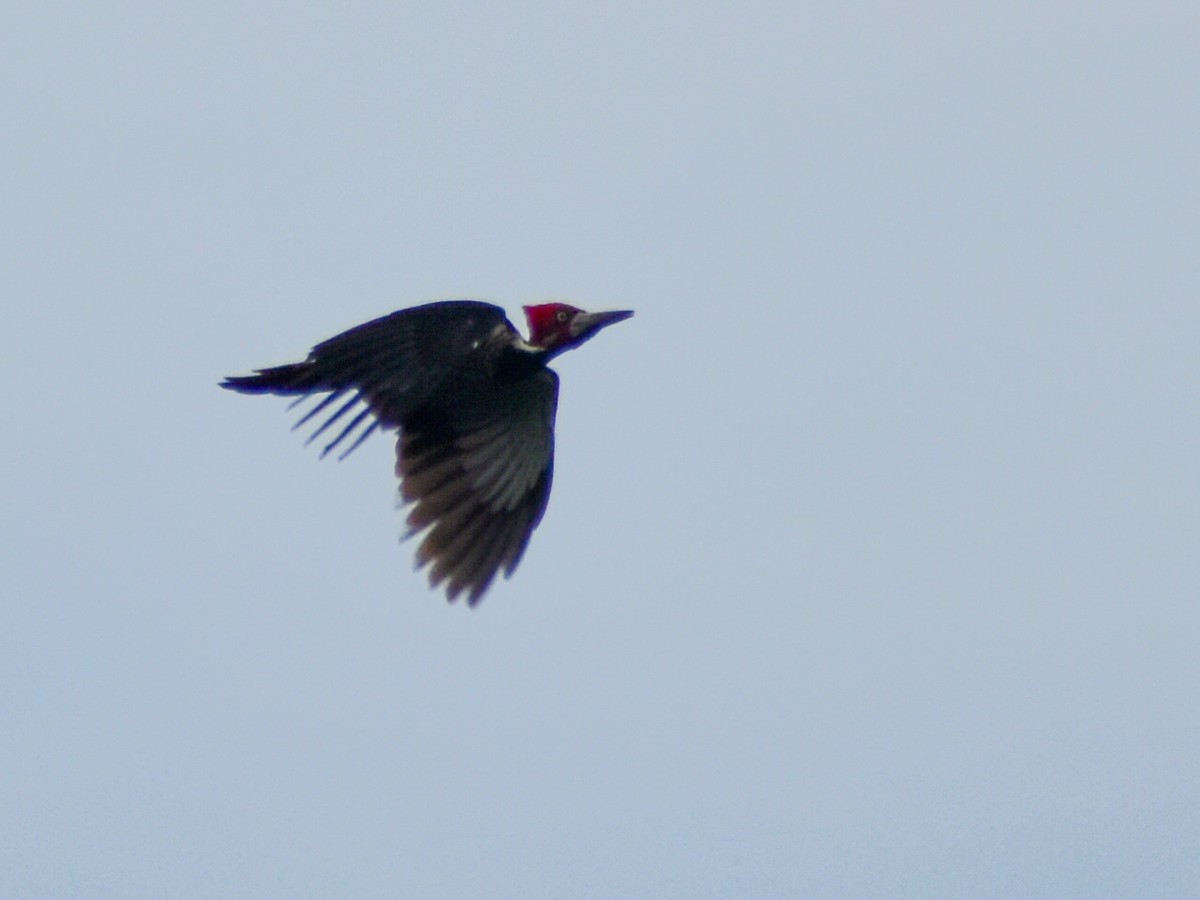 Crimson-crested Woodpecker - ML616034115