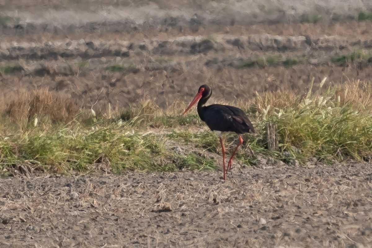 Black Stork - ML616034139