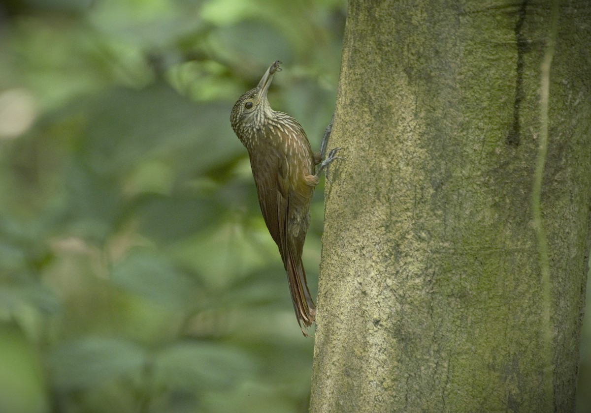 Zimmer's Woodcreeper - Lailson Marques