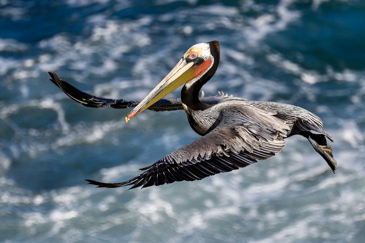 Brown Pelican (California) - Robin Alexander