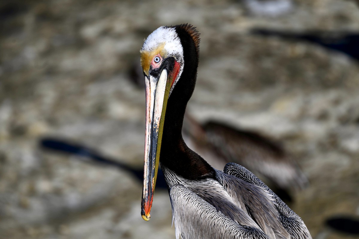 Brown Pelican (California) - ML616034222