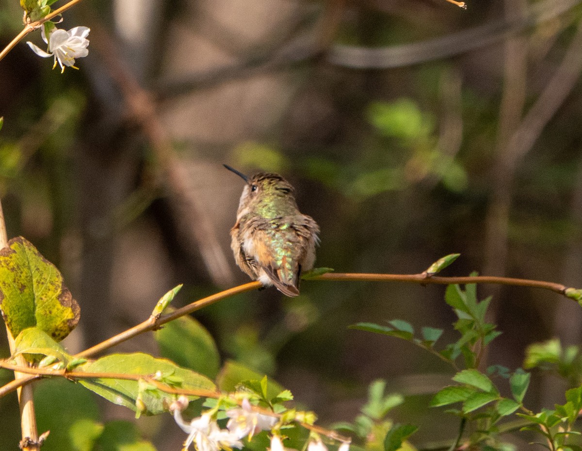 Rufous Hummingbird - ML616034229