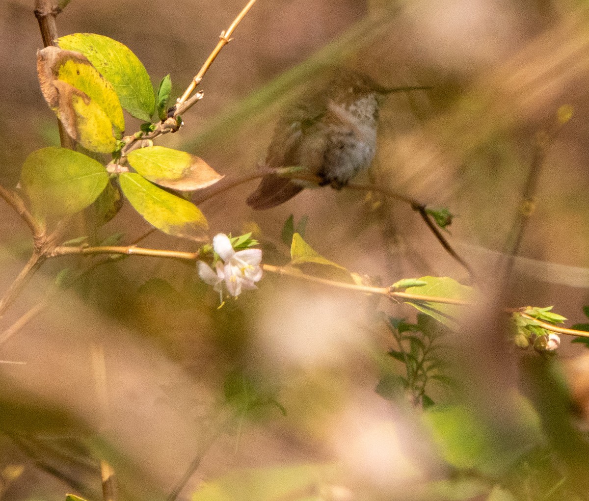 Rufous Hummingbird - ML616034249